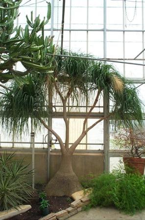Ponytail Palm,Beaucarnea recurvata, copyright © almostedenplants.com